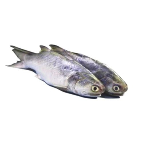 Salmon Fish, for Restaurant