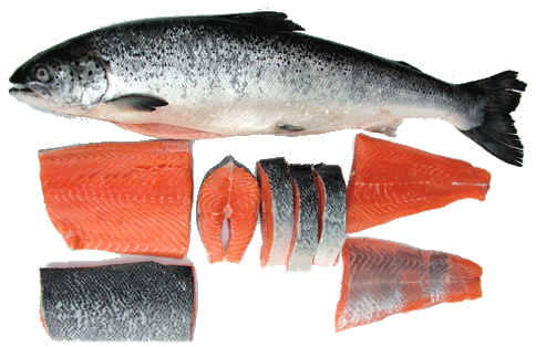 Salmon Fish