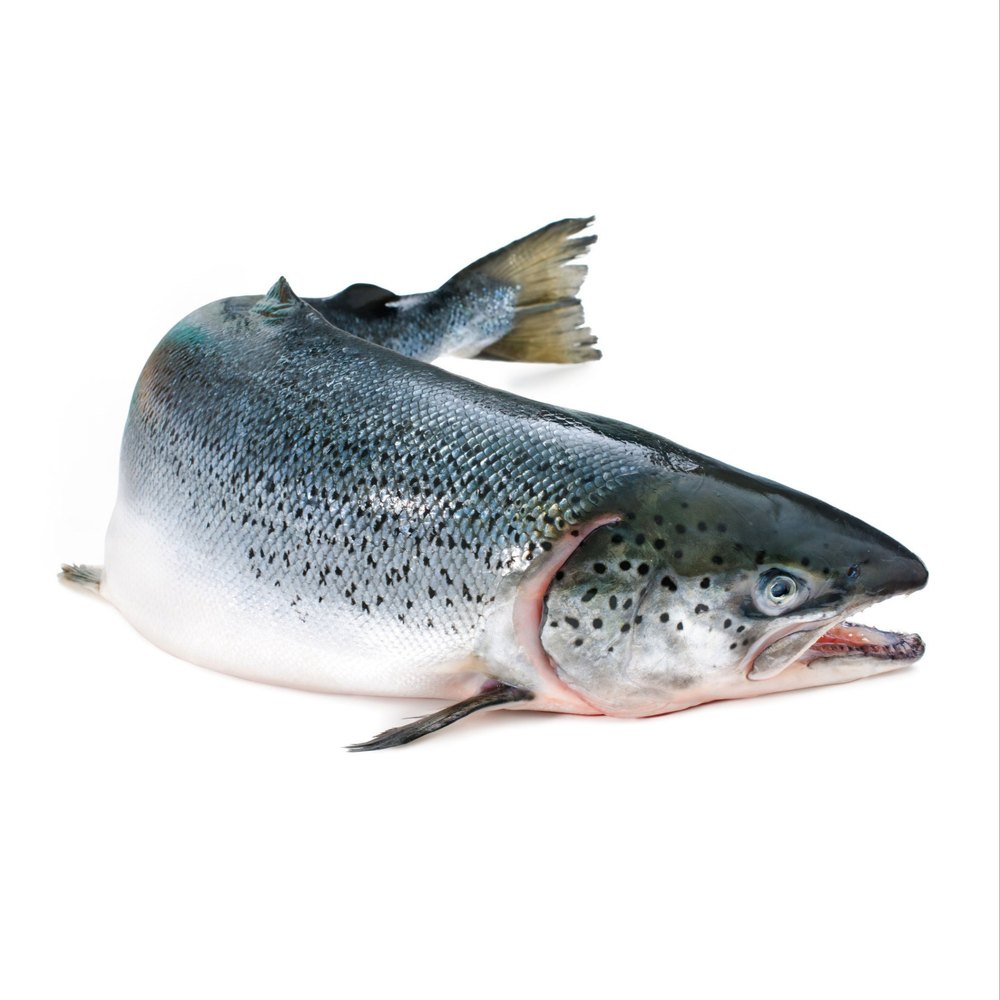 Indian Salmon Fish, Packaging Size: 10 Kg