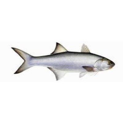 Rawas / Salmon