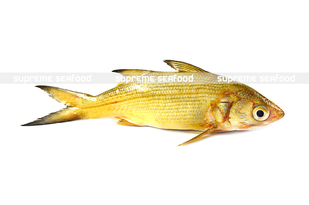 Indian Salmon Fish, Usage: Restaurant, Household, Mess