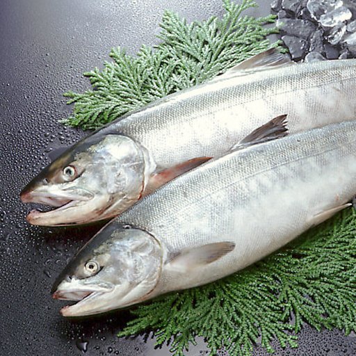 Fish Salmon, For Restaurant, 50Kg