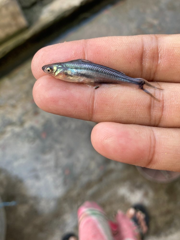 Pangasius Fish Seed, 30 Digree, Packaging Size: 1000 pc