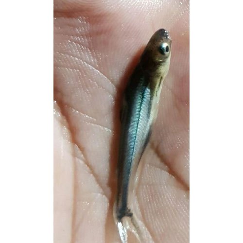 Black Pangasius Fish Seed, 25-30 Degree C, Packaging Size: 10 Kg