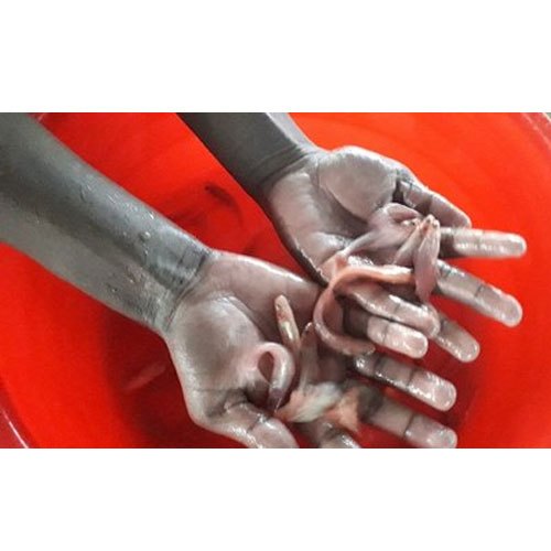 Red Pangasius Fish Seed, 25 Degree