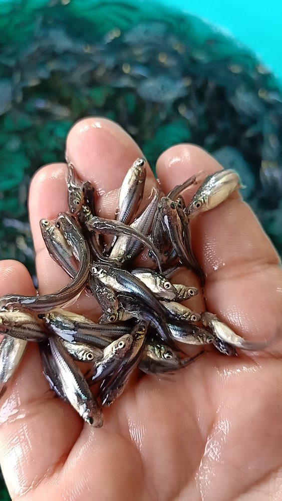 Pangasius Fish Seed, 20 - 35 Degree C, Pack Size: 12 Inch X 12 Inch X 14.5 Inch