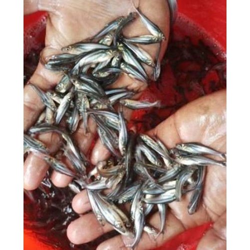 Black& Silver Pangasius Fish Seed, Packaging Type: Box, Size: 0.5 To 1