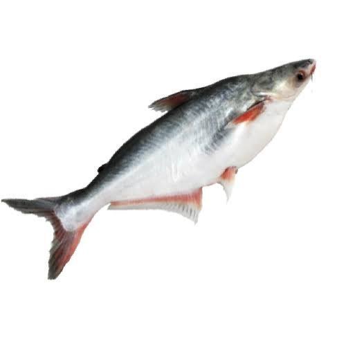 Silver Pangasius Fish, For Household, Packaging Type: Box