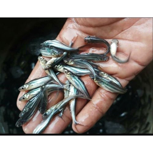 Pangas Fish Seed, 22-30 Degree C