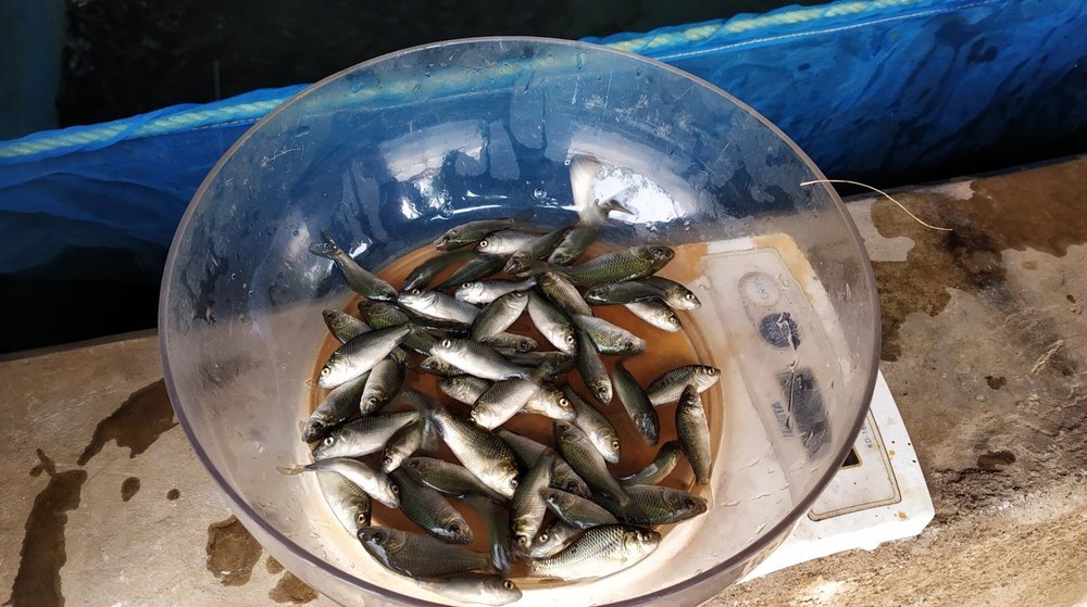 Black Pangasius Fish Seed, 35 Degree C, Packaging Size: 5 Kg