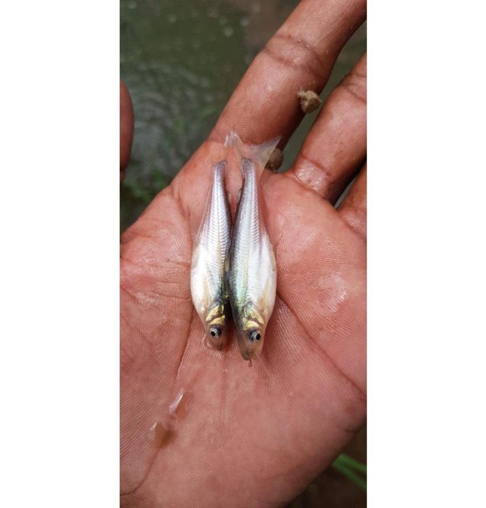 Pungasius Pangasius Fish Seed, 30 Deg C, Packaging Size: 800 Pcs