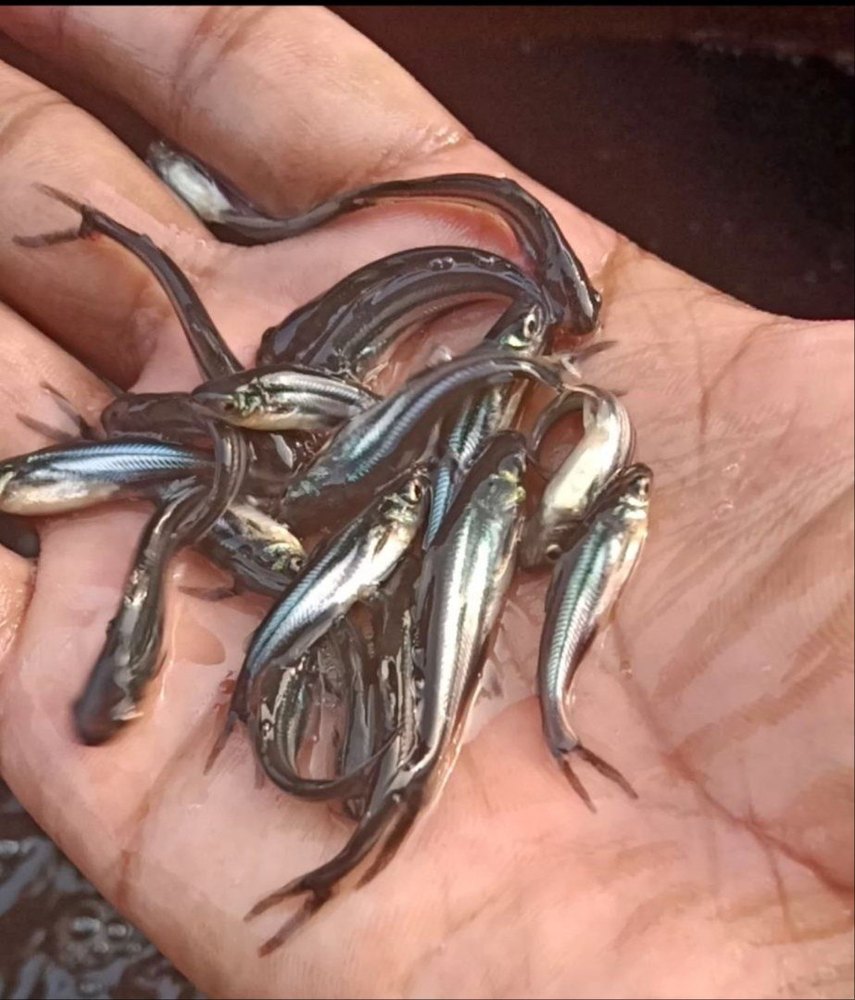 Pangasius Fish Seed, Size: 0.5mm, 34 Degree C