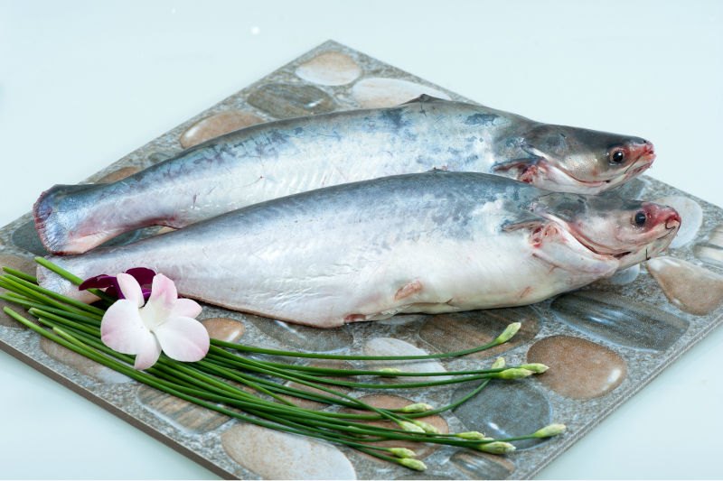 Pangasius Fish