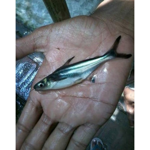 Pungasius Fish Seeds, 25-32 Degree C