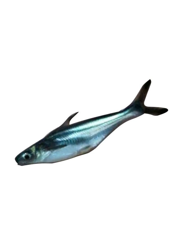 Pangasius Fish Seed, Packaging Type: Open truck, Size: 4 Inches