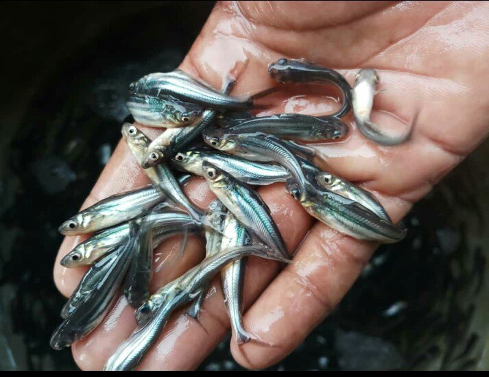 Pangasius Fish Seeds, 25-30 Degree Celsius, Packaging Size: 18x12 Inches Box