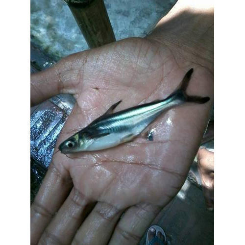 Pangasis Fish Seed