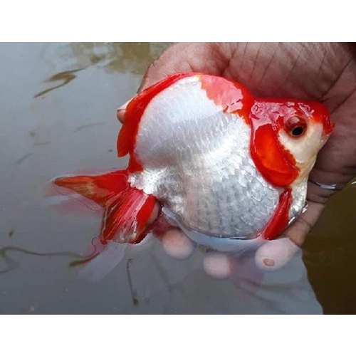 Ruican Seer Fish, Packaging Type: Poly Bag, Size: 4 Inch