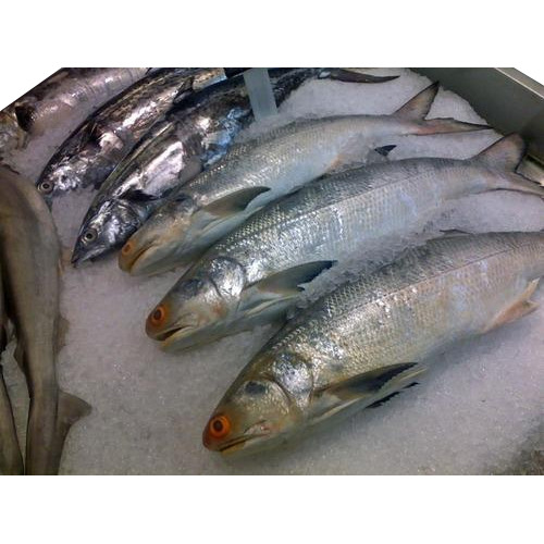 Frozen Seer Fish, For Restaurant, Packaging Type: Iqf Packet