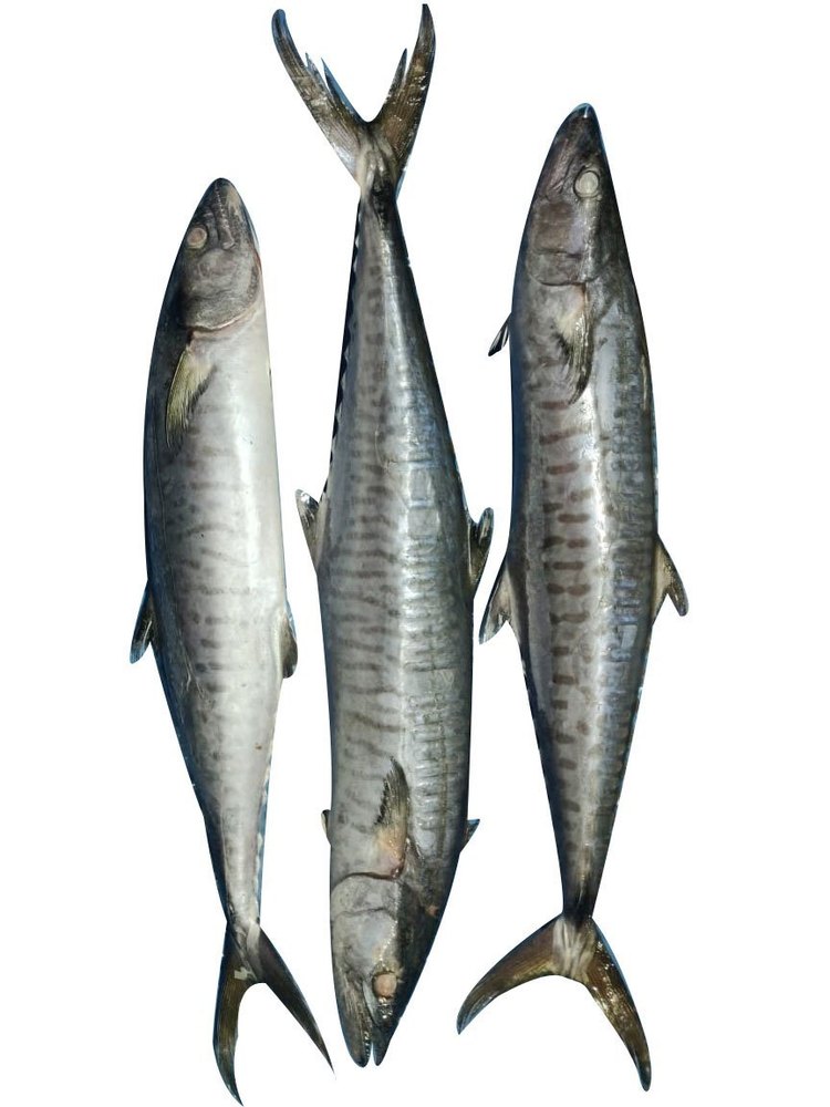 Frozen Surmai Seer Fish King