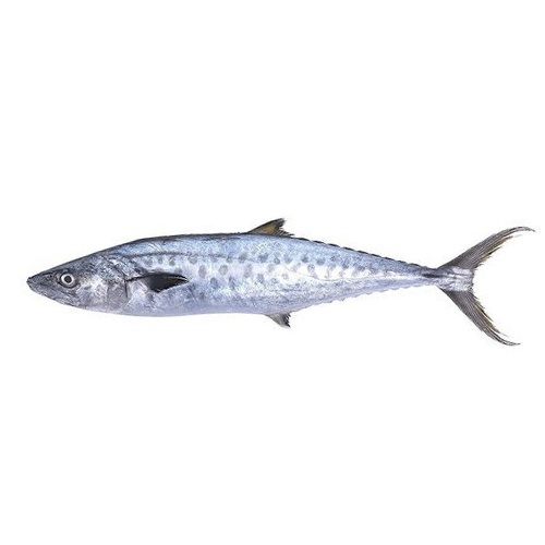 Surmai Fish, for Restaurant, Packaging Type: Ice Cooled Box