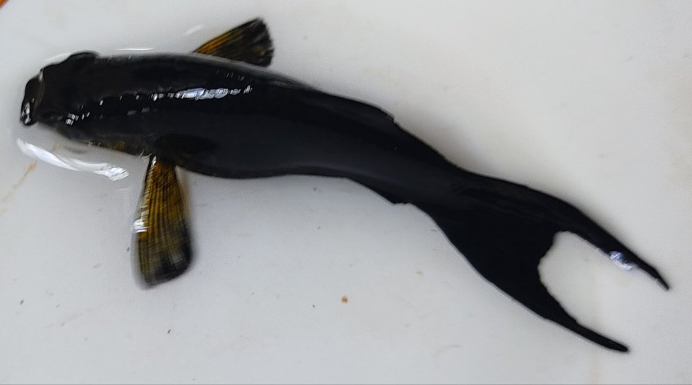 BLACK MOLI FISH AQUARIUM FISH, Size: 2 Inches