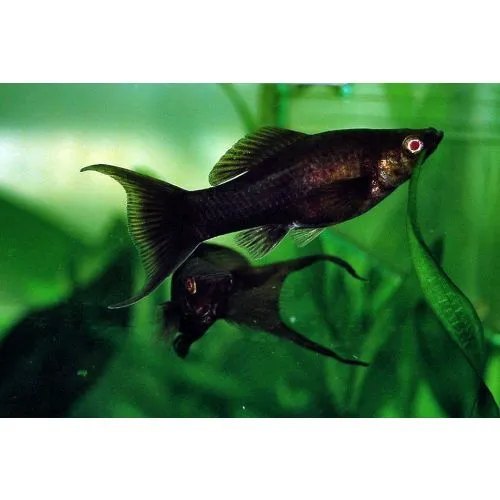 Black Molly Fish