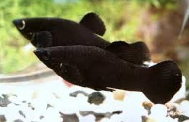 Black Molly Fish