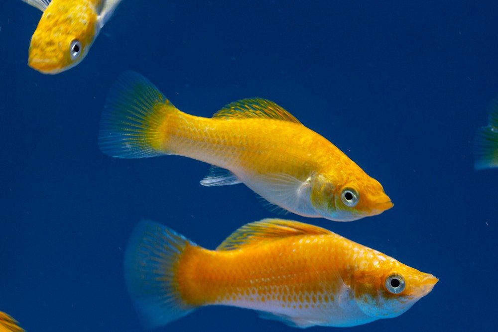 Molly Fish