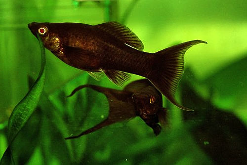 Black Molly Fish