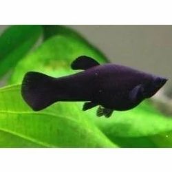 Black Molly Fish
