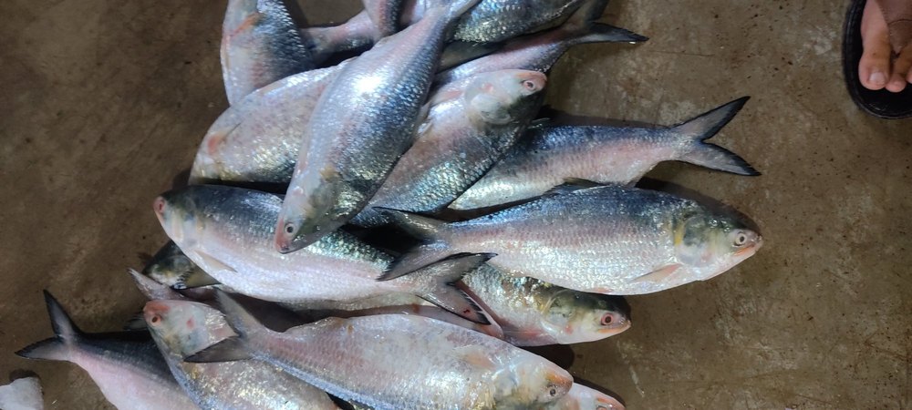 Hilsa Fish