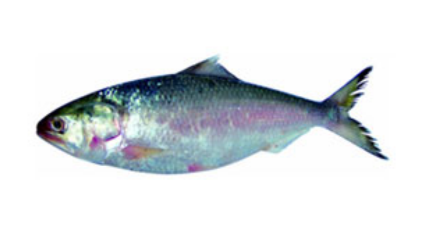 Hilsa Medium Ileesh