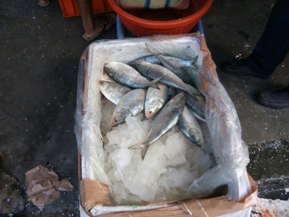 Hilsa Fish, Packaging Type: Box, for Household