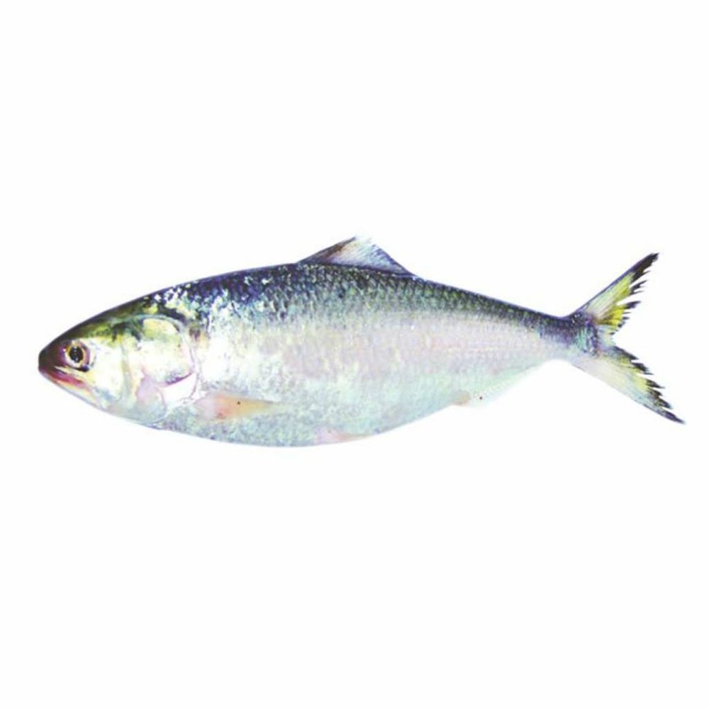 Hilsa Fish