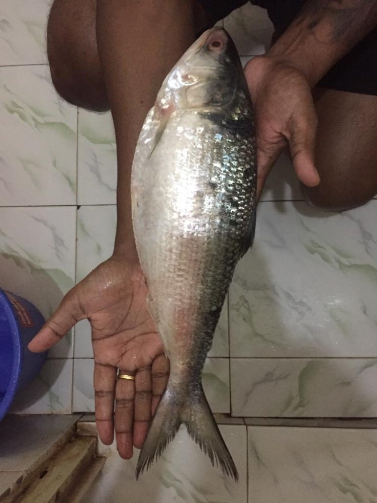Hilsha Fish Fresh, Packaging Type: Thermocol Box