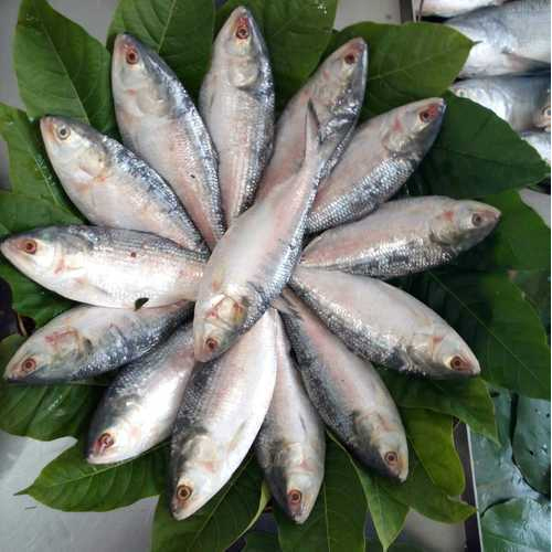 Fresh Hilsa Fish, Packaging Type: Thermocol Box