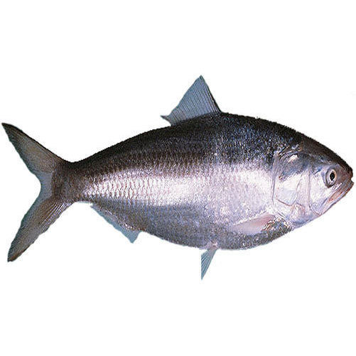 Hilsa Ilisha Fish, for Restaurant