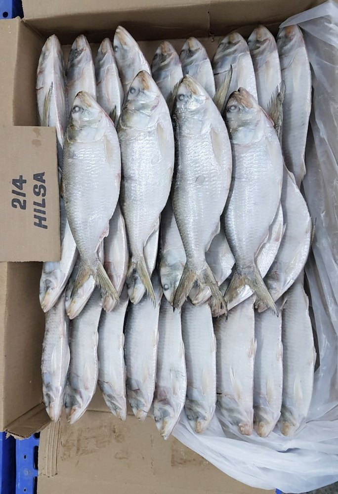 Frozen Hilsa Fish, -18 Degreec, 10 Kg