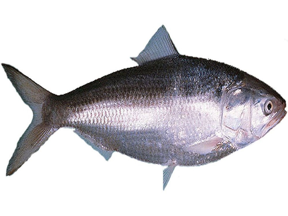 Fresh Hilsa Fish