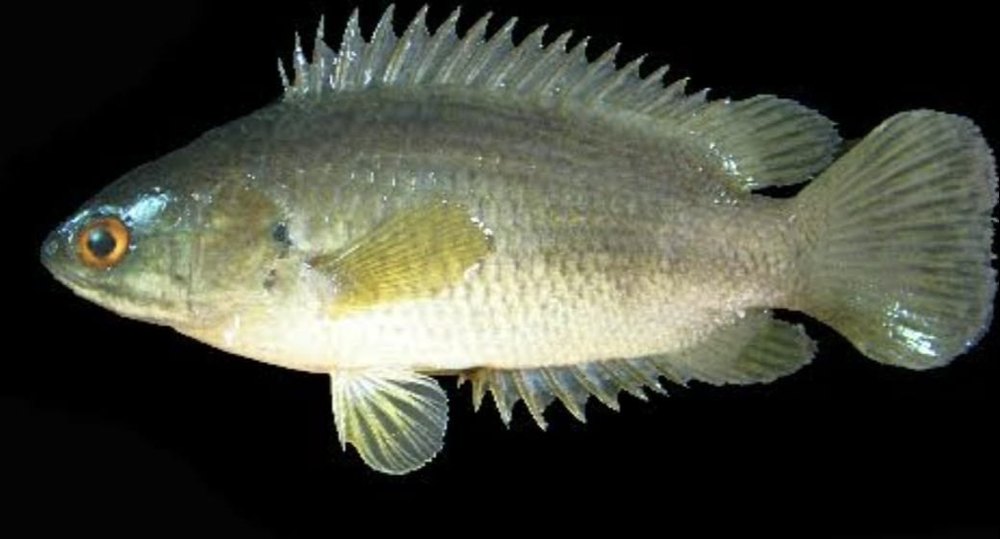 Anabas Testudineus Normal Kari Meen Vietnam Koi Fish Live, Packaging Type: Box, Size: 200grams