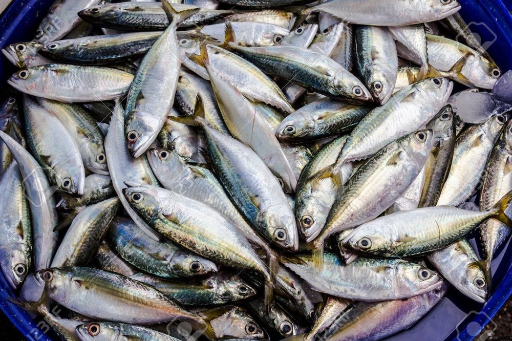 Frozen Bangda Fish
