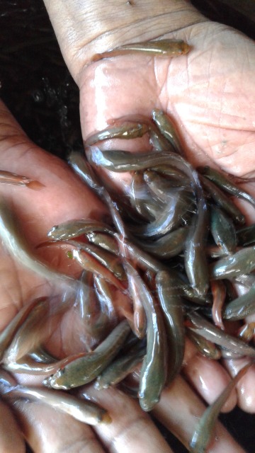 Black Murrel Fish Seed