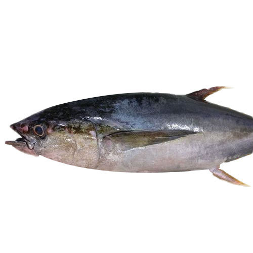 Whole Albacore Tuna Fish, For export, 30
