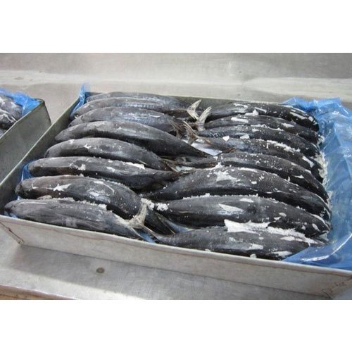 Frozen Tuna Fish, Packaging Type: Packet