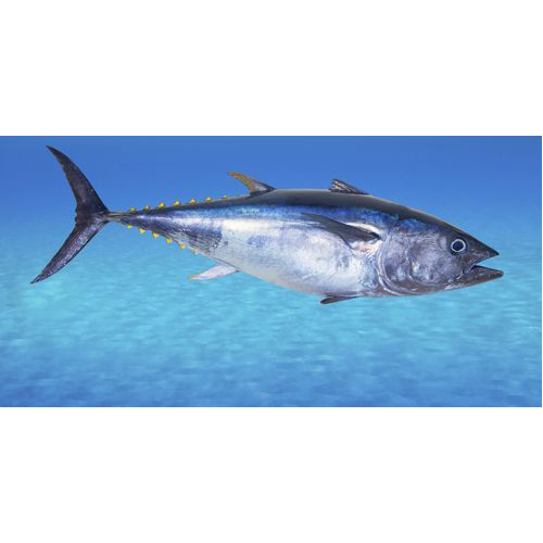 Tuna Fish