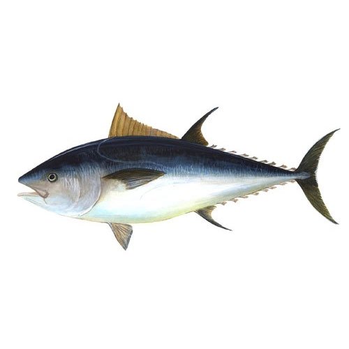 Frozen Tuna Fish, For Restaurant, Packaging Type: Thermocol Box