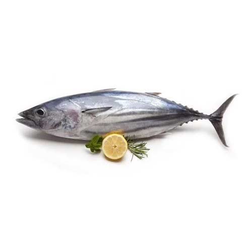 Dried Kupa Tuna Fish, For Restaurant, Packaging Type: Thermacol Box