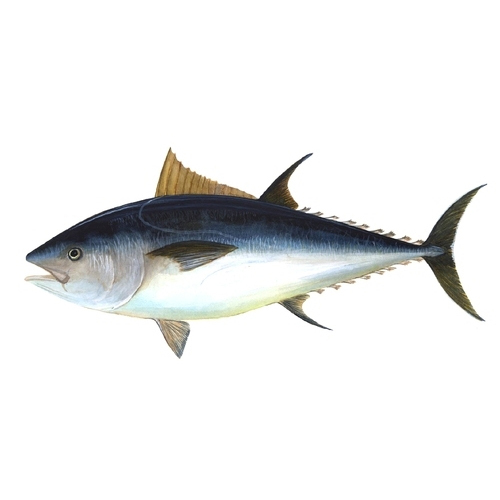 Tuna Fish