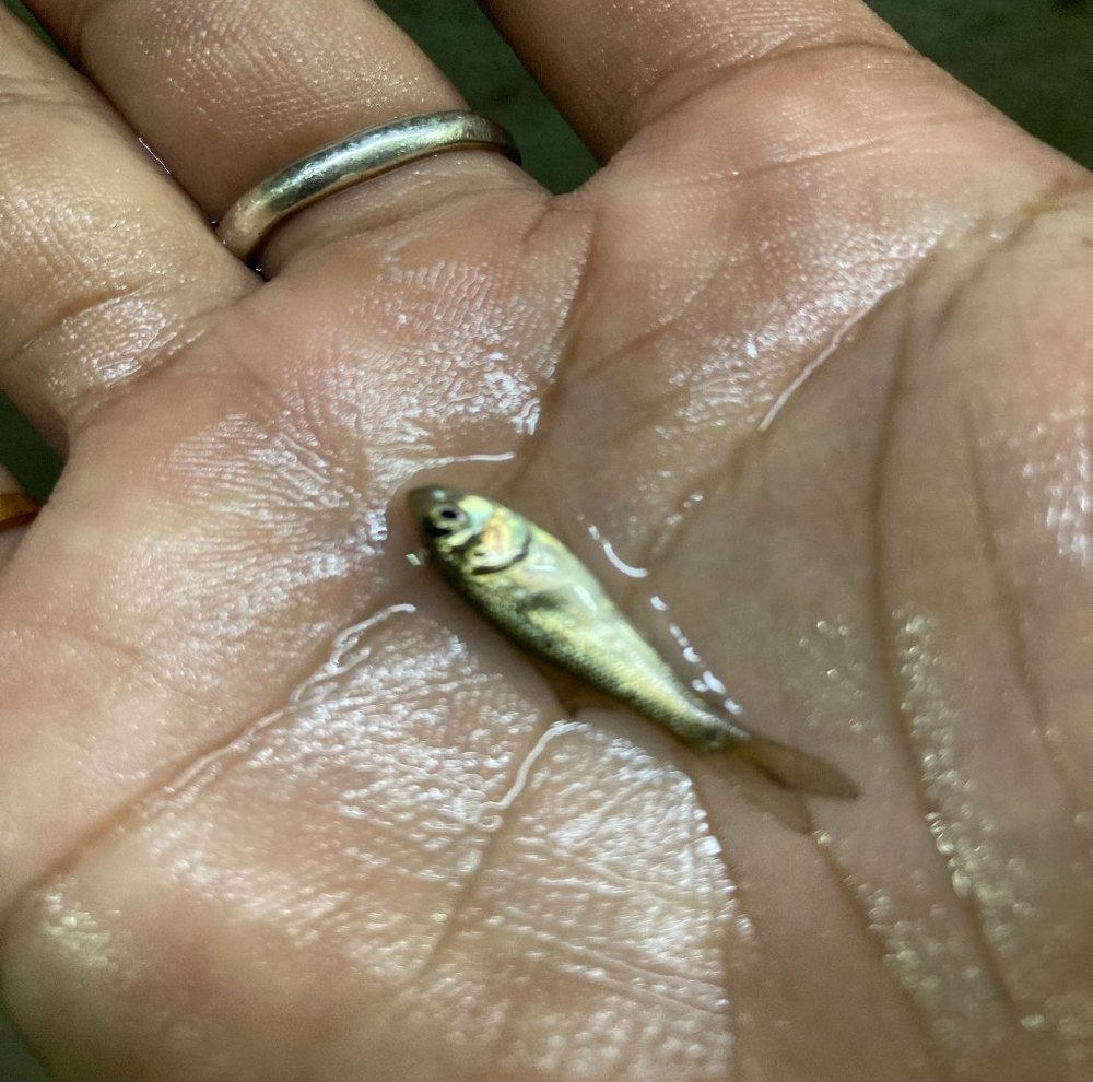 Catla Fish Seed, Cyprinus, Normal